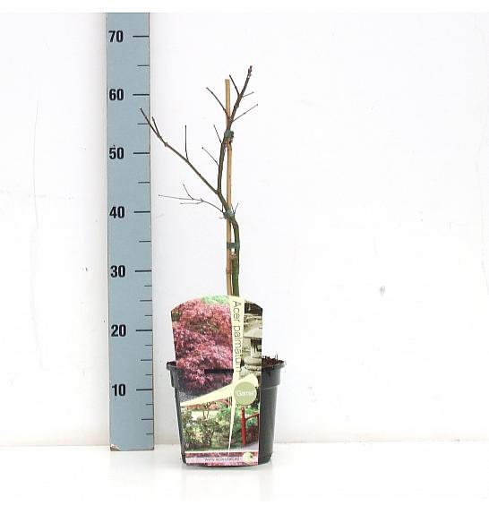 Acer palmatum dissectum Garnet C3 Lit. 30-40 cm
