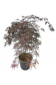 Acer palmatum dissectum Garnet C15 Lit. 80-100 cm