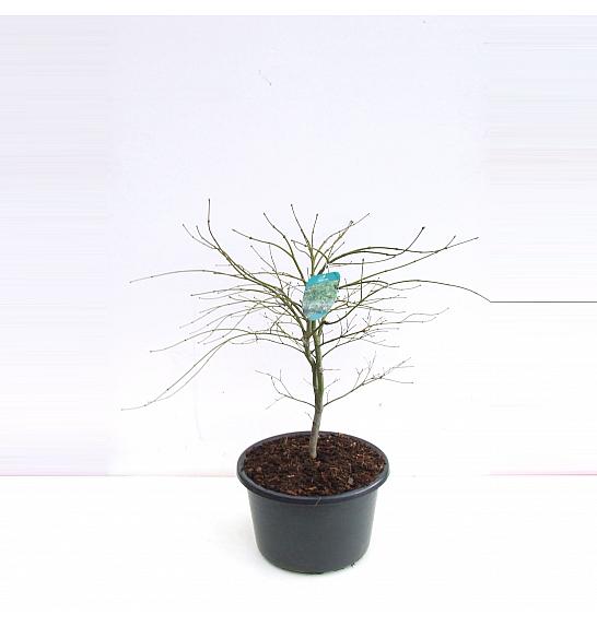 Acer palmatum dissectum C25 Lit. 40-60 cm