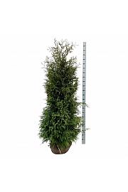 Thuja occidentalis Brabant bala 180-200 cm