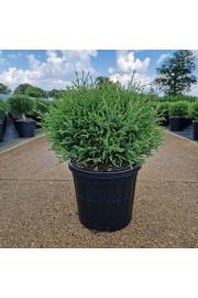 Thuja occidentalis Mr Bowling Ball C8 Lit. 30-40 cm