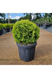 Thuja occidentalis Mirjam C6 Lit. 25-30 cm