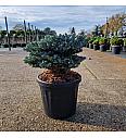 Abies koreana Kohouts Icebreaker® C6 Lit. 25/+ cm