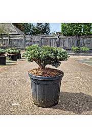Abies koreana Kohouts Icebreaker C8 Lit. 20-25 cm