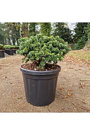 Abies koreana Brilliant C8 Lit. 25-30 cm