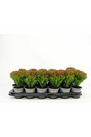 Abies koreana Ø9