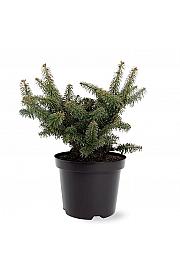 Abies balsamea Nana C2,5 Lit. 15-20 cm