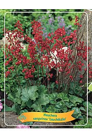 Heuchera sanguinea Leuchtkäfer Ø11