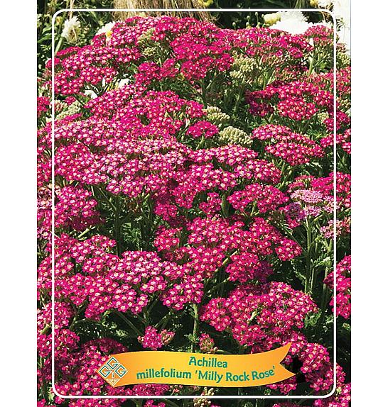 Achillea millefolium Milly Rock Rose Ø11