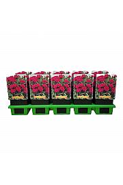 Dianthus caryophyllus Peman Violet Ø11