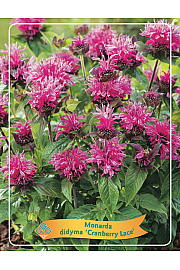 Monarda didyma Cranberry Lace Ø11