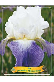Iris germanica Mission Ridge Ø11