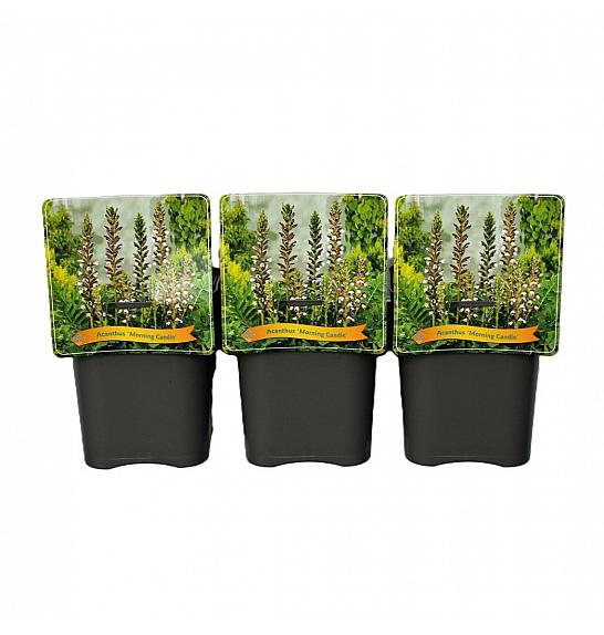 Acanthus Morning Candle C5 Lit.