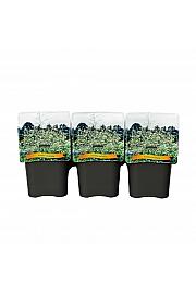 Crambe Cordifolia C5 lit.