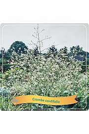 Crambe Cordifolia C5 lit.