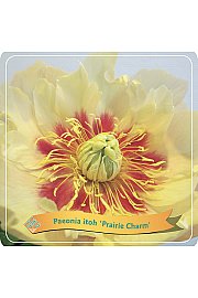 Paeonia itoh Prairie Charm C5 Lit.