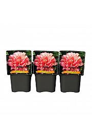 Paeonia itoh Hillary C5 Lit.