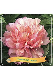Paeonia itoh Hillary C5 Lit.