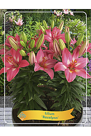 Lilium Rozalynn Ø11
