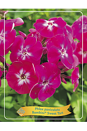 Phlox paniculata Bambini® Sweet Tart Ø11