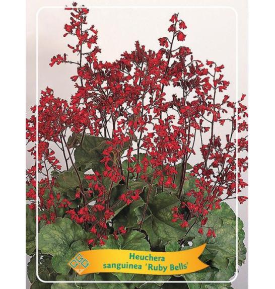 Heuchera sanguinea Ruby Bells Ø11