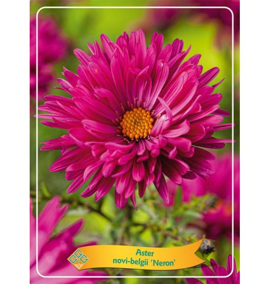 Aster novi-belgii Neron Ø11