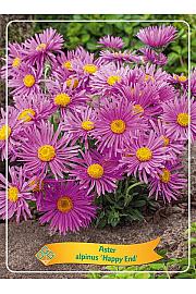 Aster alpinus Happy End Ø11