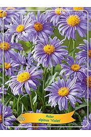 Aster alpinus Violet Ø11
