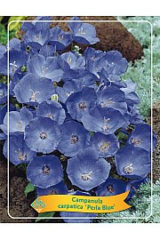 Campanula carpatica Perla Blue Ø11