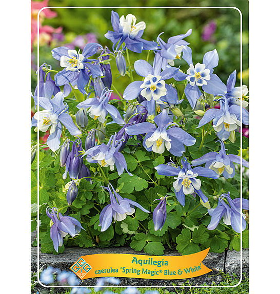 Aquilegia caerulea Spring magic® Blue & White Ø11