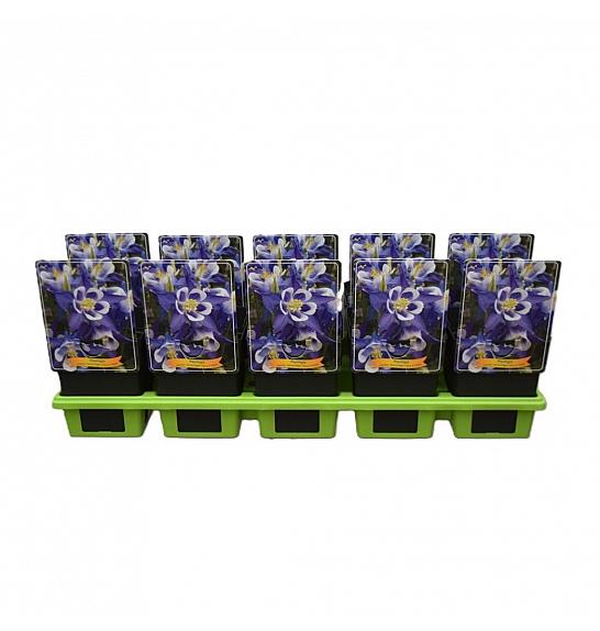 Aquilegia caerulea Spring magic® Navy & White Ø11