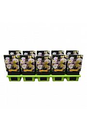 Aquilegia vulgaris Winky Double Rose & White Ø11