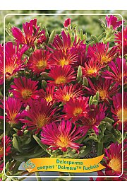 Delosperma cooperi Delmara Fuchsia Ø11