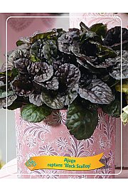 Ajuga reptans Black Scallop Ø11