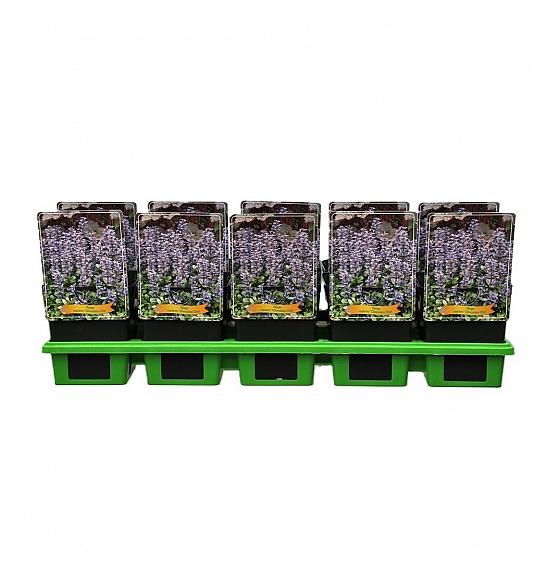 Ajuga reptans Chocolate Chip Ø11