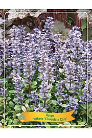 Ajuga reptans Chocolate Chip Ø11
