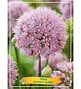 Allium senescens In Orbit Ø11