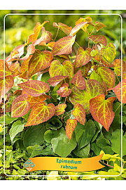 Epimedium rubrum Ø11