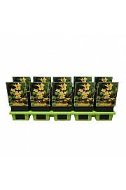 Epimedium versic. Sulphureum Ø11