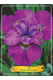Iris sibirica See Ya Later Ø11