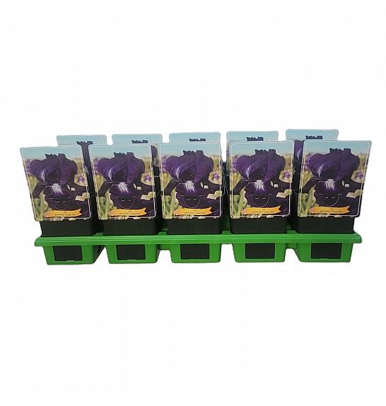 Iris germanica Exotic Star Ø11