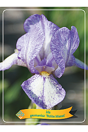 Iris germanica Petite Monet Ø11
