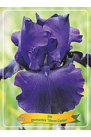 Iris germanica Storm Center Ø11
