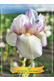 Iris germanica Doll Ribbons Ø11