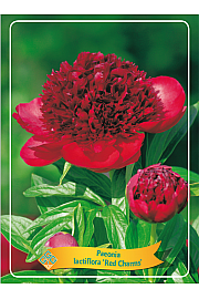 Paeonia lactiflora Red Sarah Bernhardt Ø11