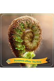 Dryopteris affinis The King C5 Lit.