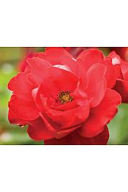 Rosa Lolypop Queen C1 Lit. 20-30 cm