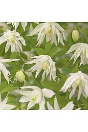 Clematis alpina Albina Plena C1 Lit. 20-30 cm