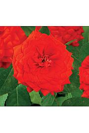 Rosa Red Climber C1,5 Lit. 30-40 cm