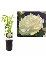 Rosa White Climber C1,5 Lit. 30-40 cm